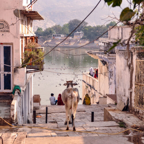 pushkar31